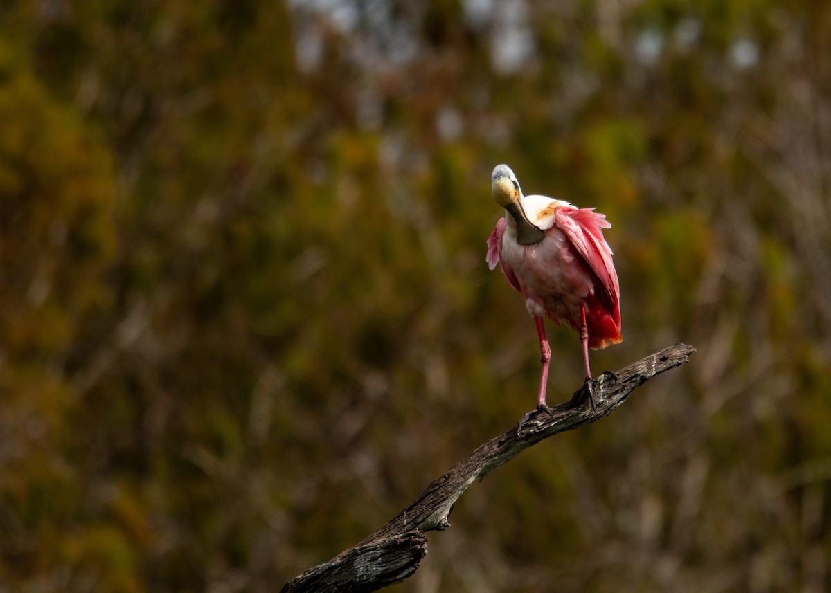 Roseate Spoonbill - ML647323460