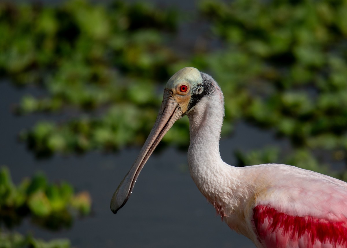 Roseate Spoonbill - ML647323464