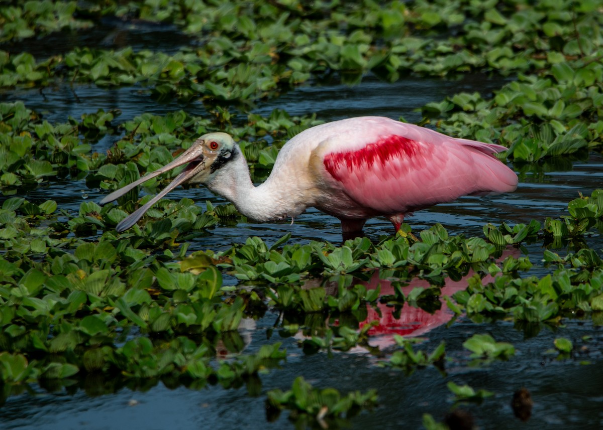 Roseate Spoonbill - ML647323478