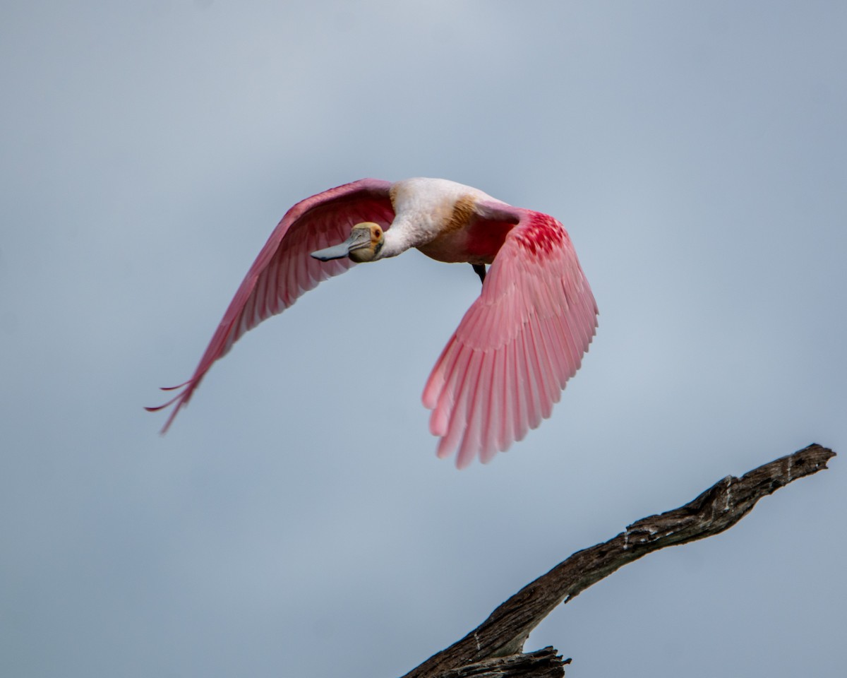 Roseate Spoonbill - ML647323479