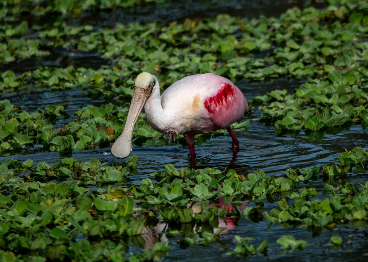 Roseate Spoonbill - ML647323480