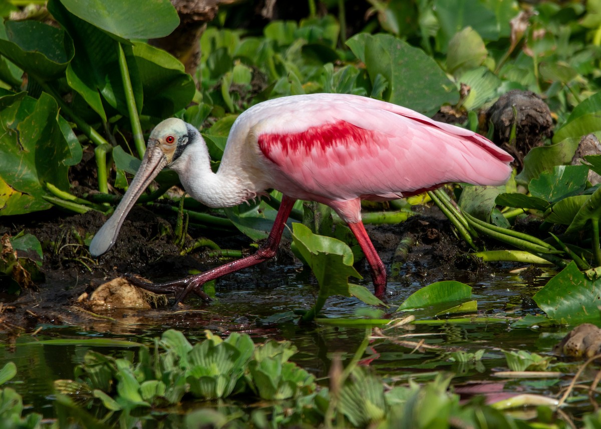Roseate Spoonbill - ML647323481
