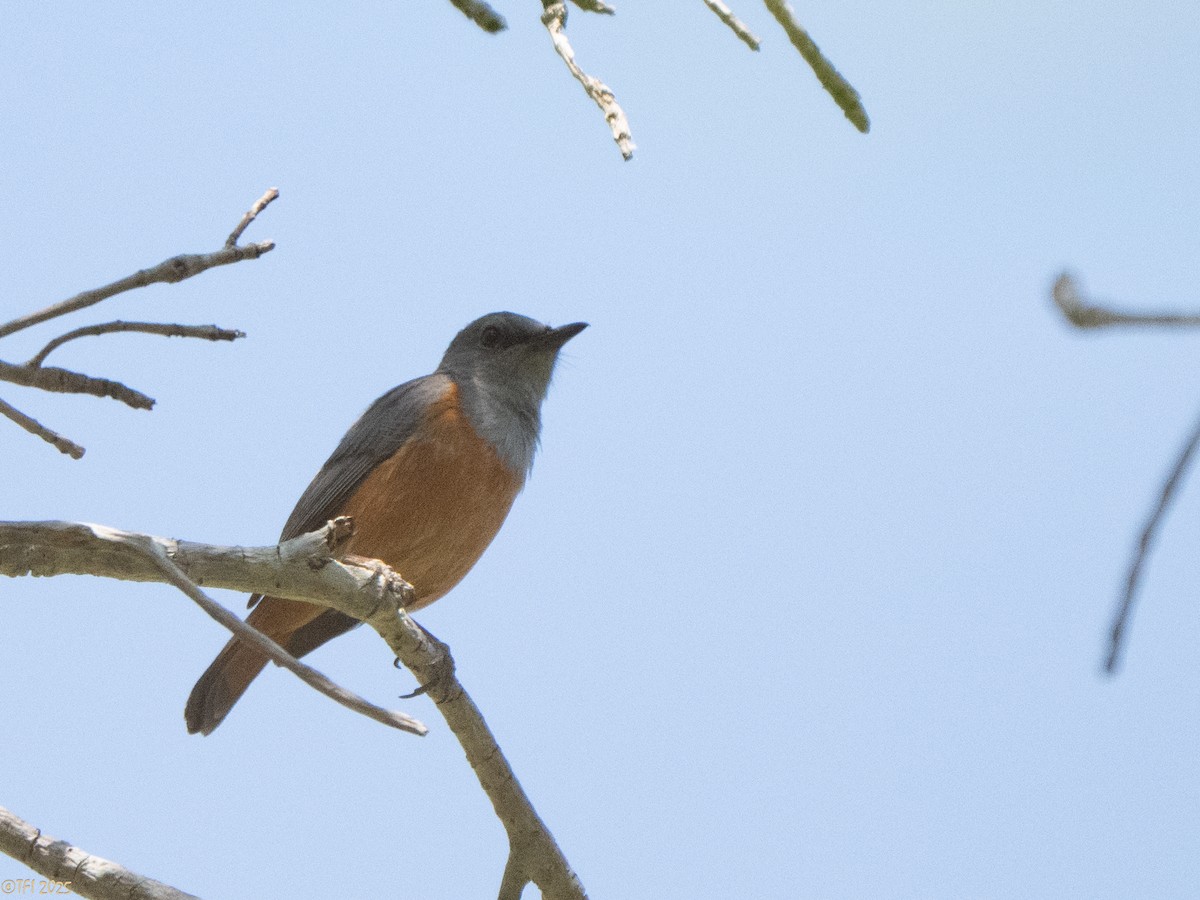 Forest Rock-Thrush (Benson's) - ML647323482