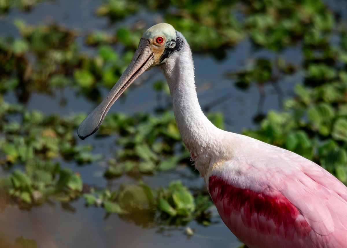 Roseate Spoonbill - ML647323484
