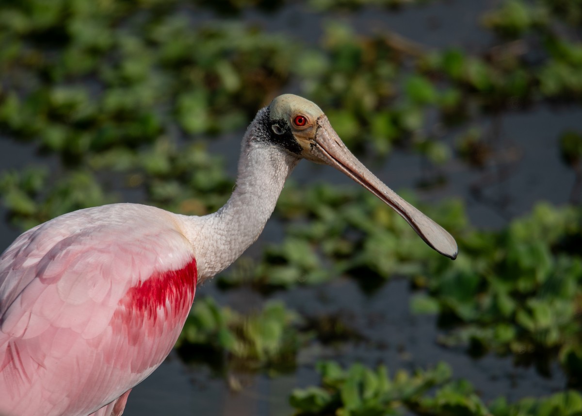 Roseate Spoonbill - ML647323485