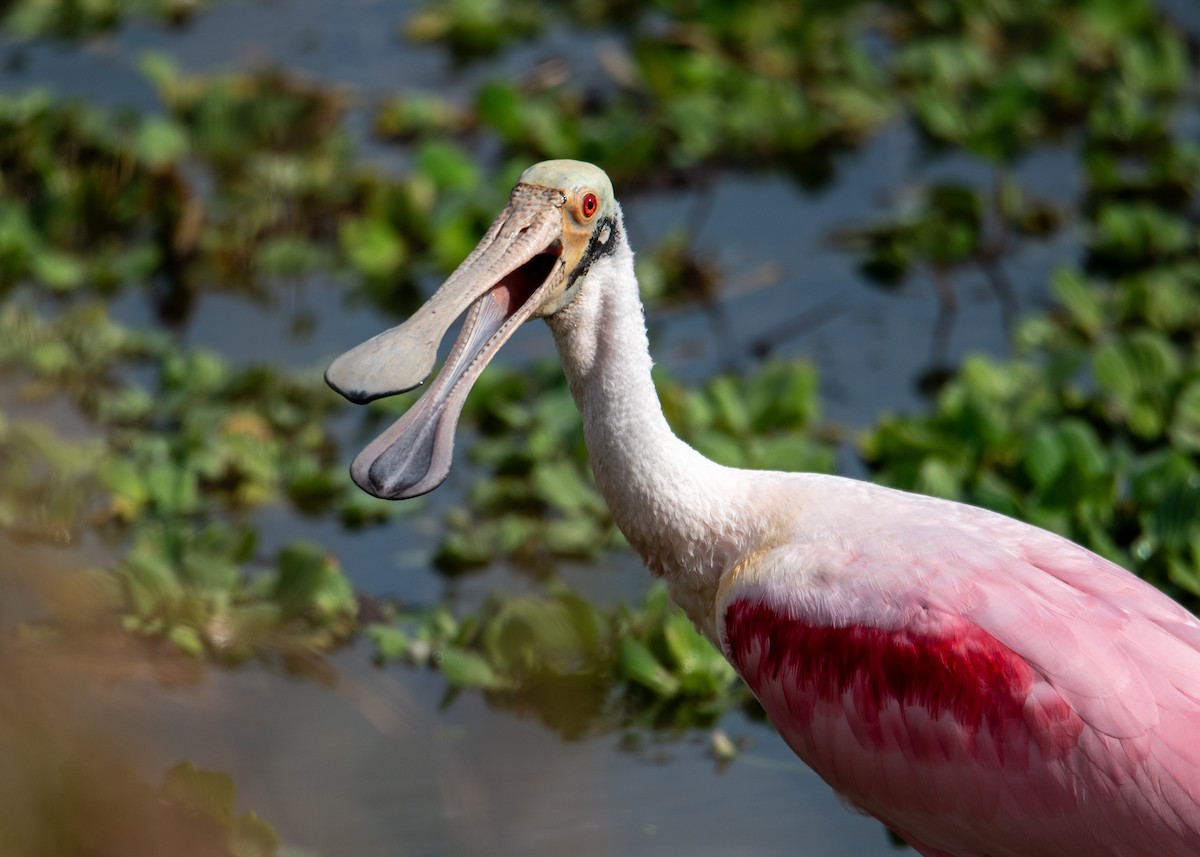 Roseate Spoonbill - ML647323486