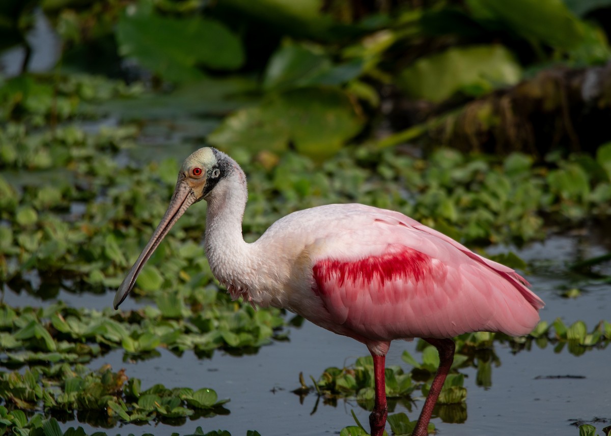 Roseate Spoonbill - ML647323489