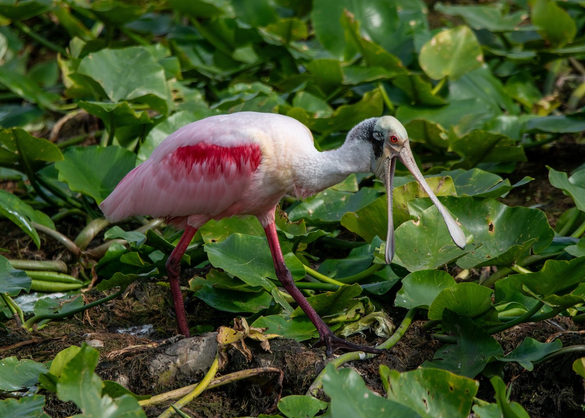 Roseate Spoonbill - ML647323492