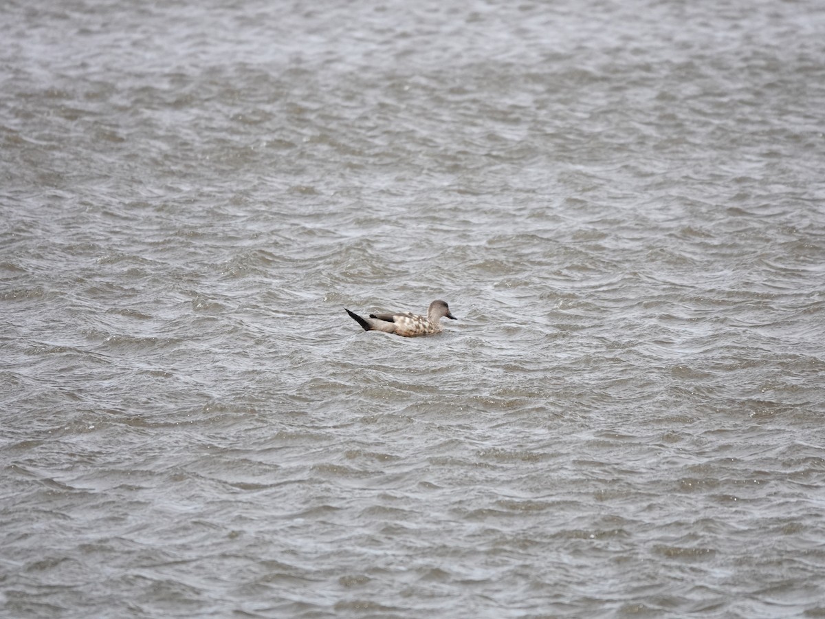 Crested Duck - ML647323504