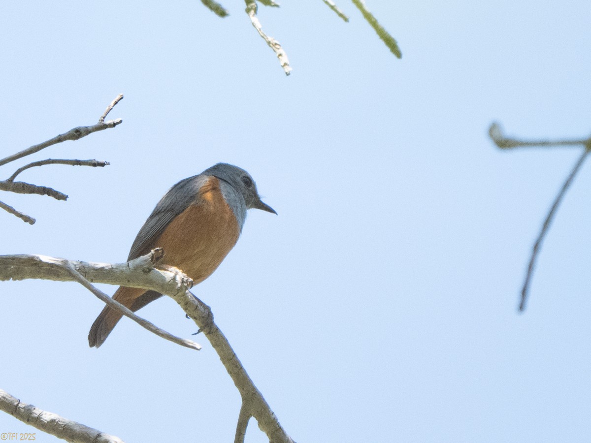 Forest Rock-Thrush (Benson's) - ML647323506