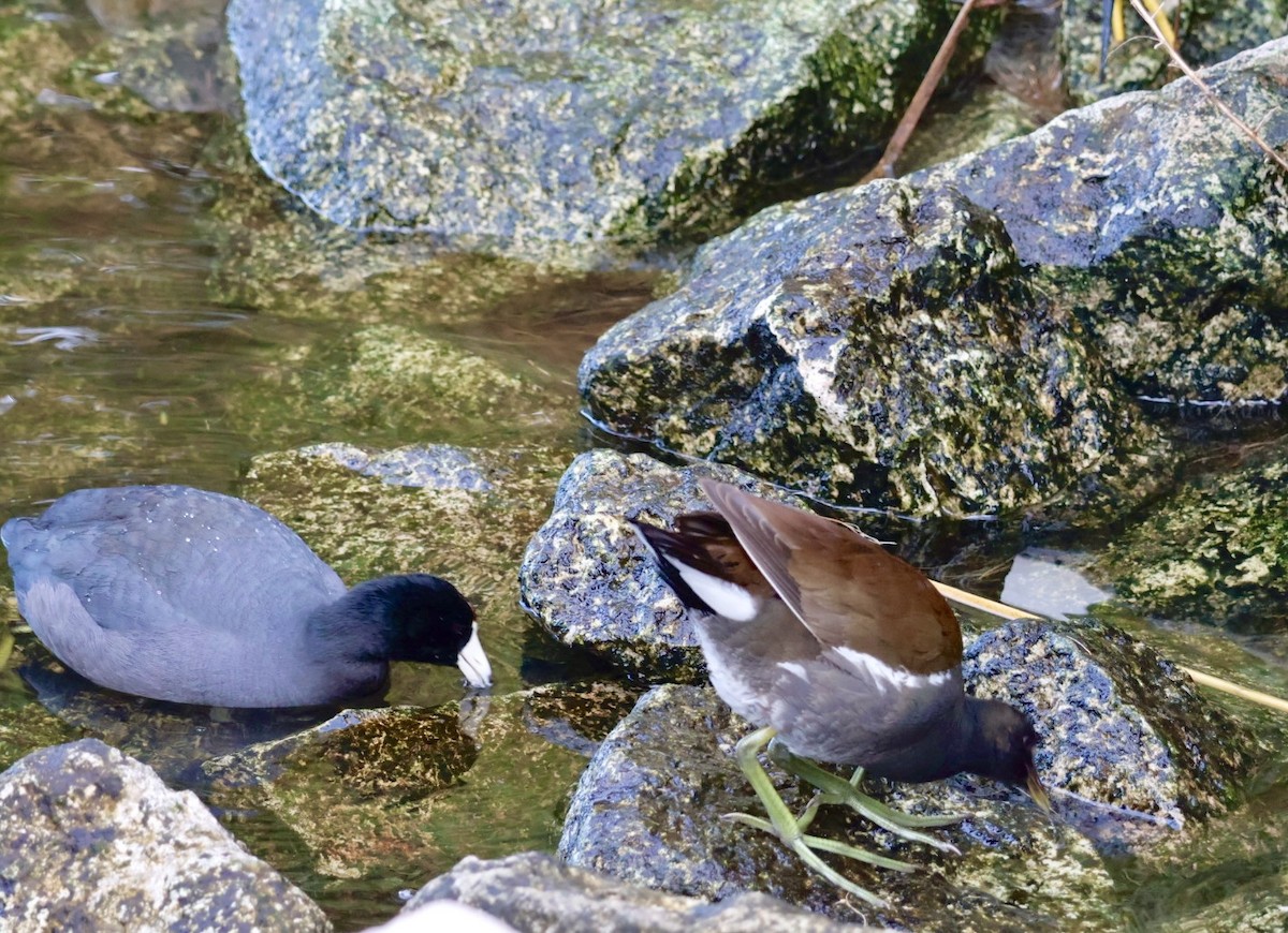 slípka americká - ML647323523