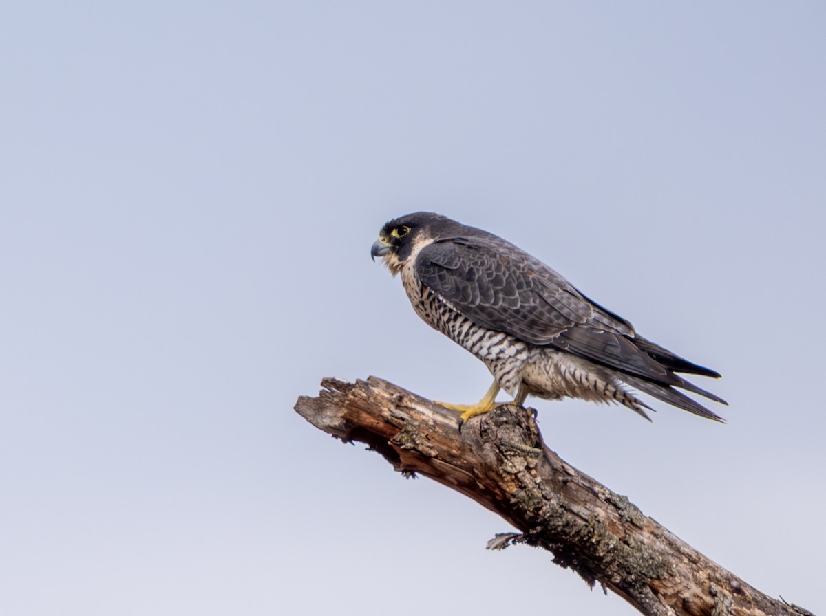 Wanderfalke - ML647323524