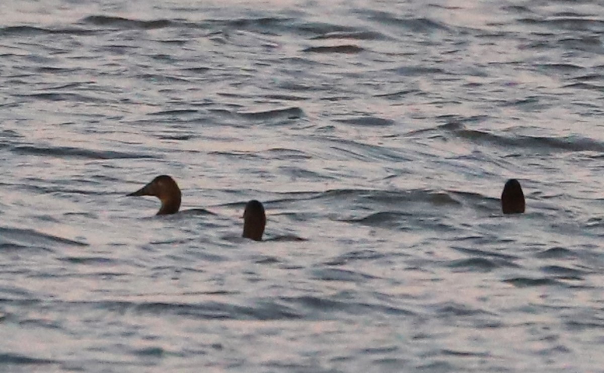 Murgilari bizkarzuria - ML647323537