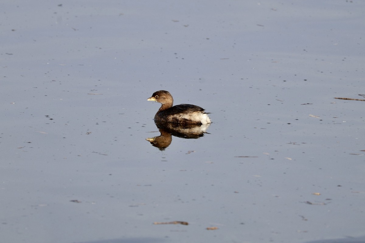 potápka americká - ML647323549