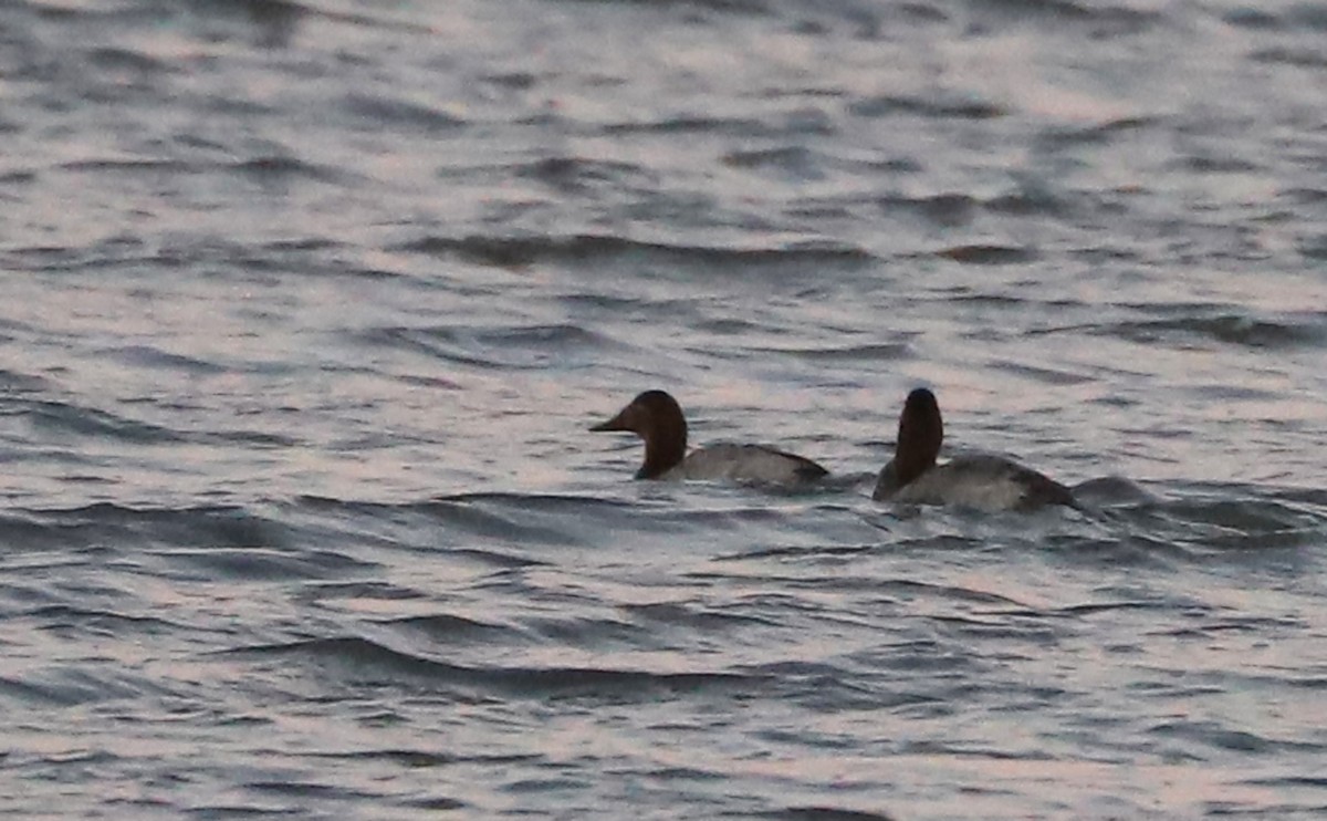 Murgilari bizkarzuria - ML647323554