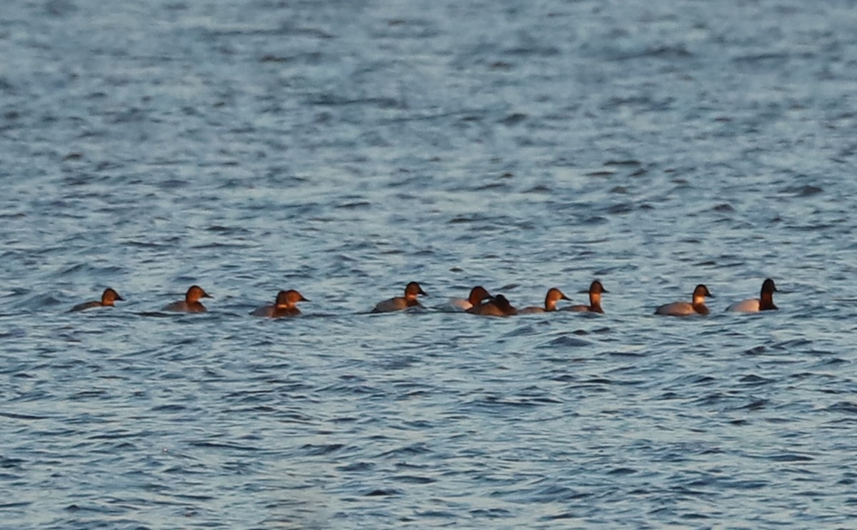 Murgilari bizkarzuria - ML647323566