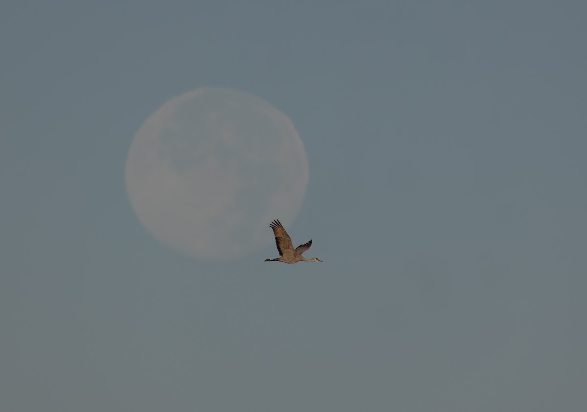 Kanada Turnası - ML647323567