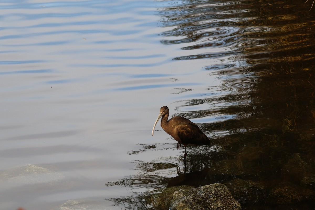 ibis americký - ML647323574