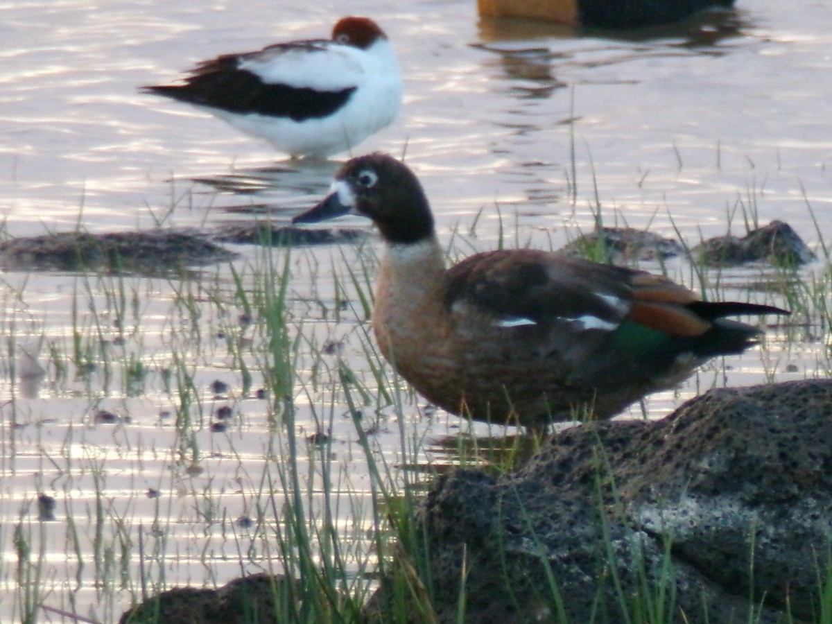 Australian Shelduck - ML647323579