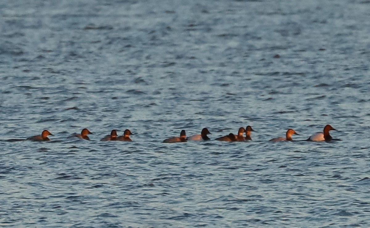 Murgilari bizkarzuria - ML647323580