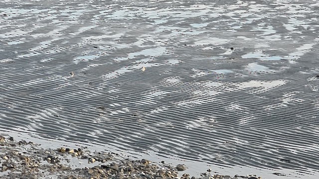 ミズカキチドリ - ML647323586