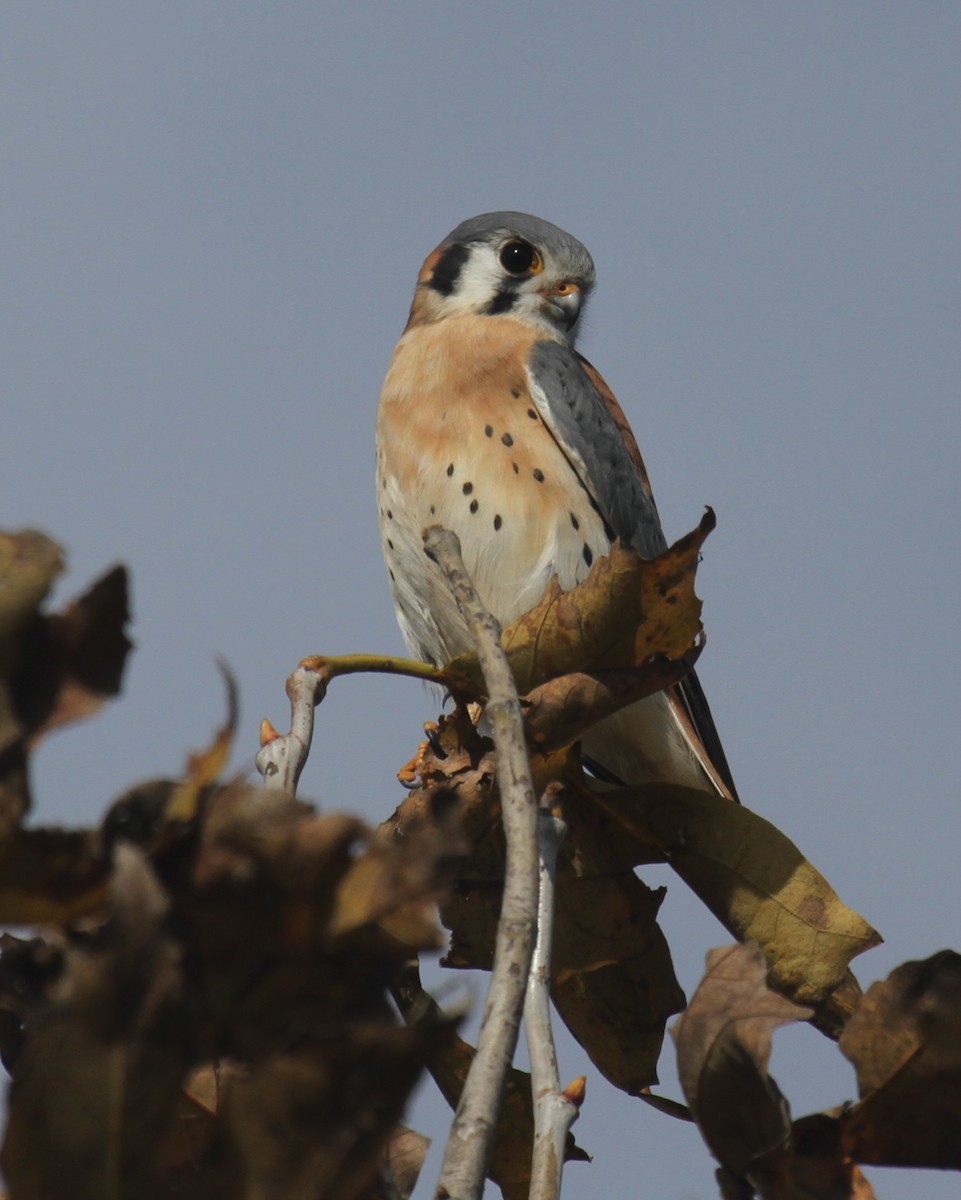 American Kestrel - ML647323587
