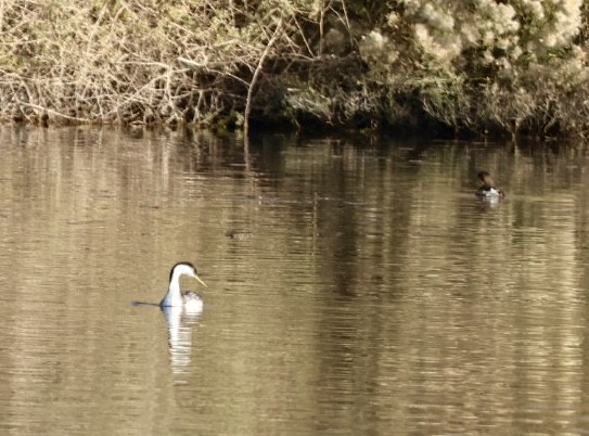 potápka západní - ML647323588