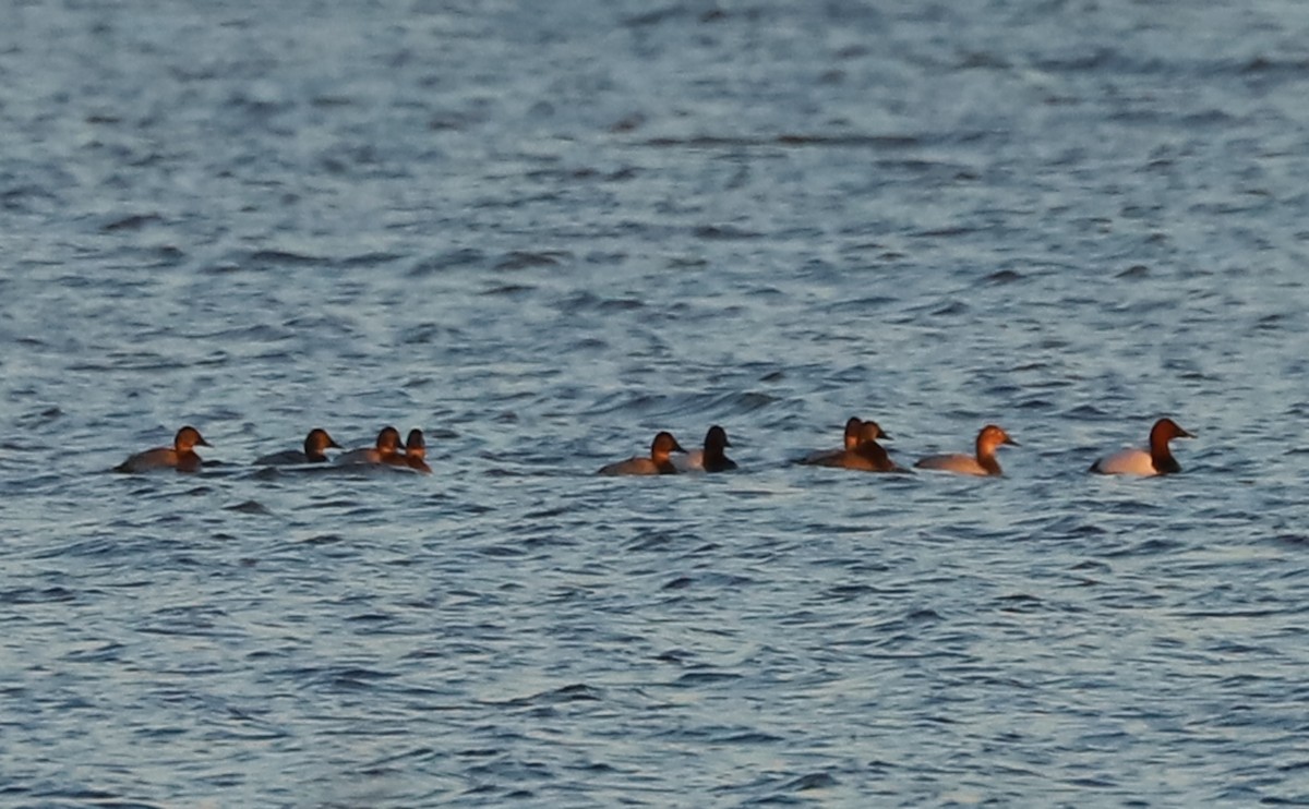 Murgilari bizkarzuria - ML647323589