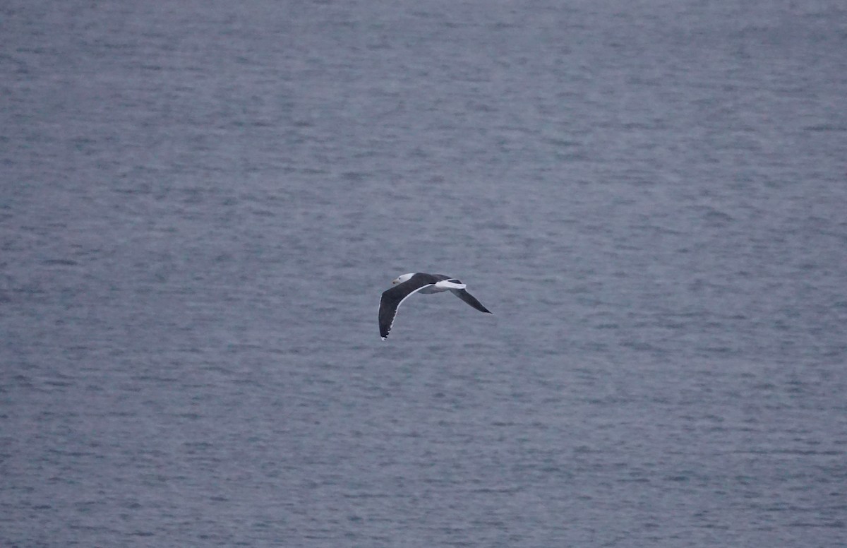 Great Black-backed Gull - ML647323590
