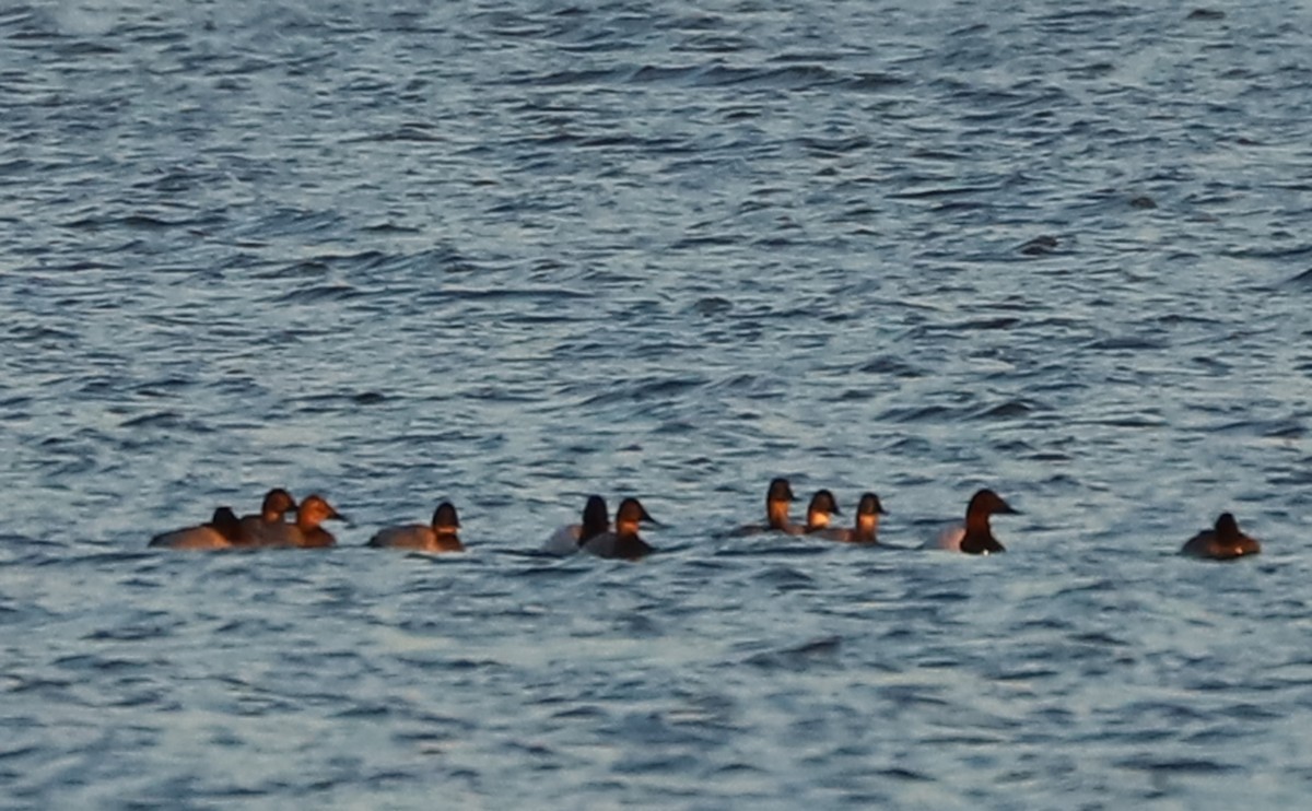 Murgilari bizkarzuria - ML647323595