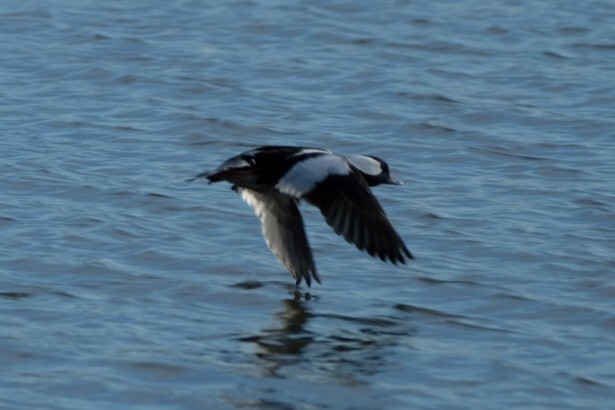 Bufflehead - ML647323597
