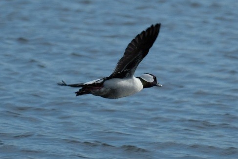 Bufflehead - ML647323598