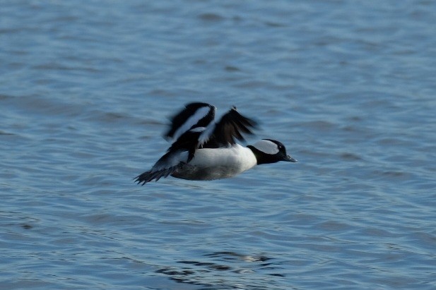 Bufflehead - ML647323599