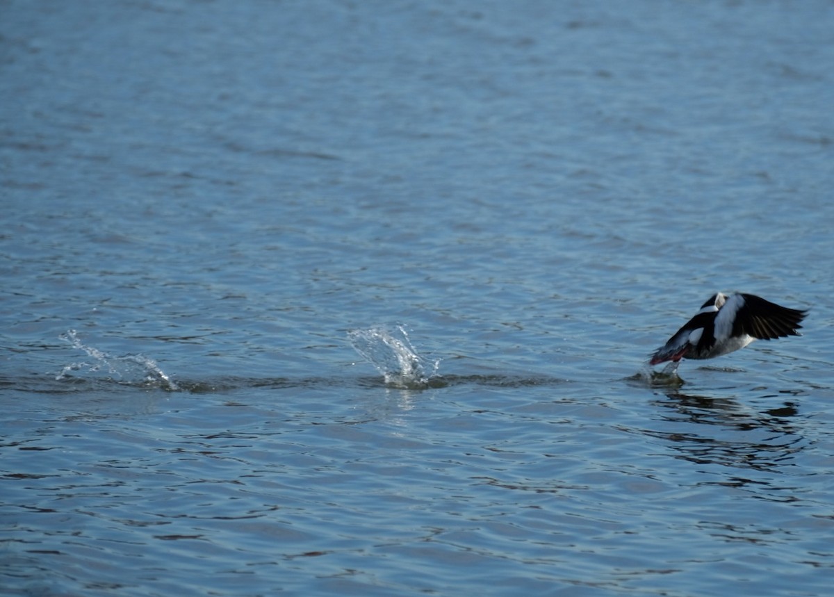 Bufflehead - ML647323600