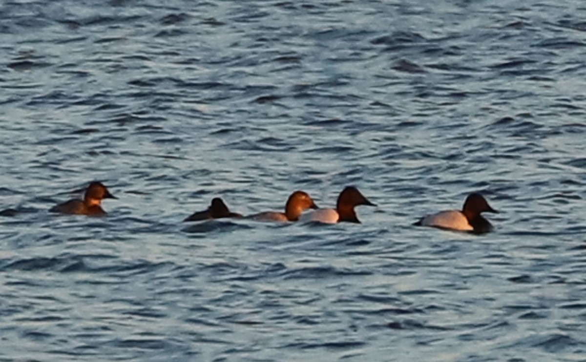 Murgilari bizkarzuria - ML647323603