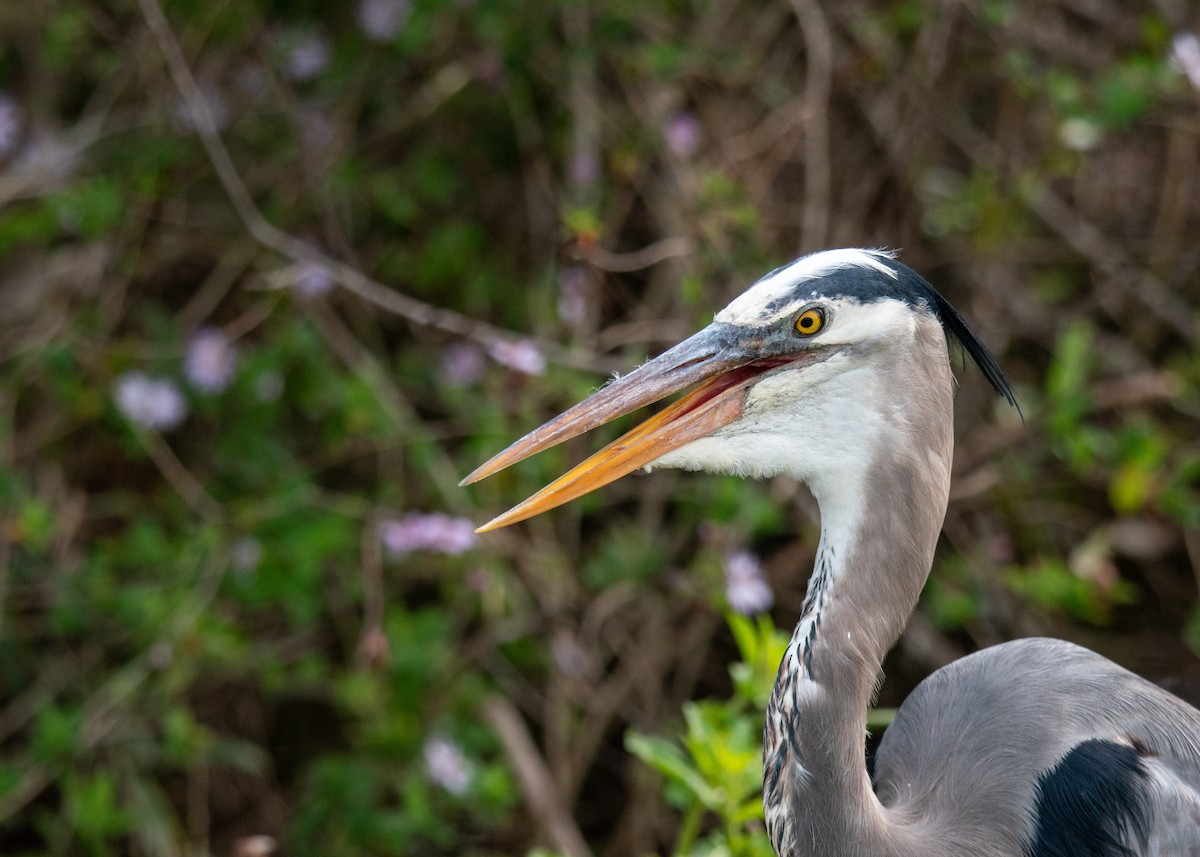 Great Blue Heron - ML647323604