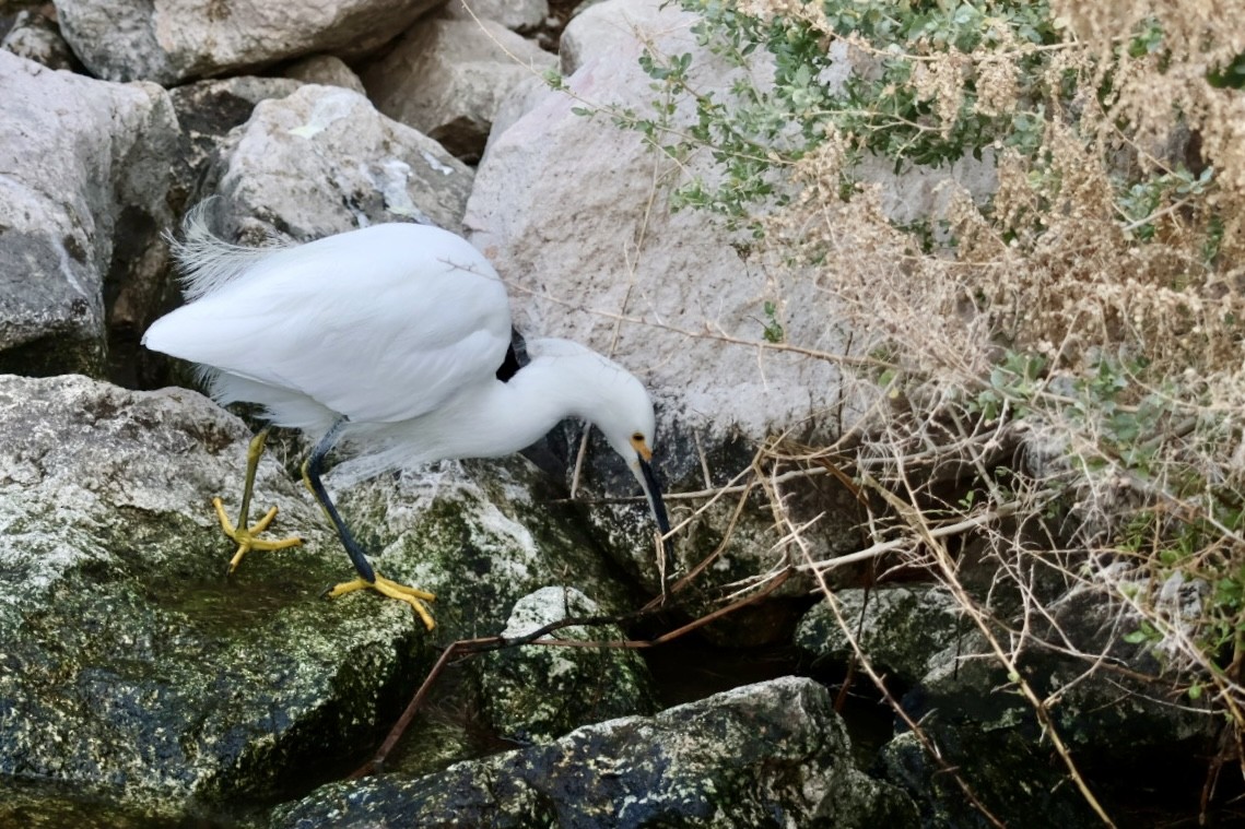 volavka bělostná - ML647323605