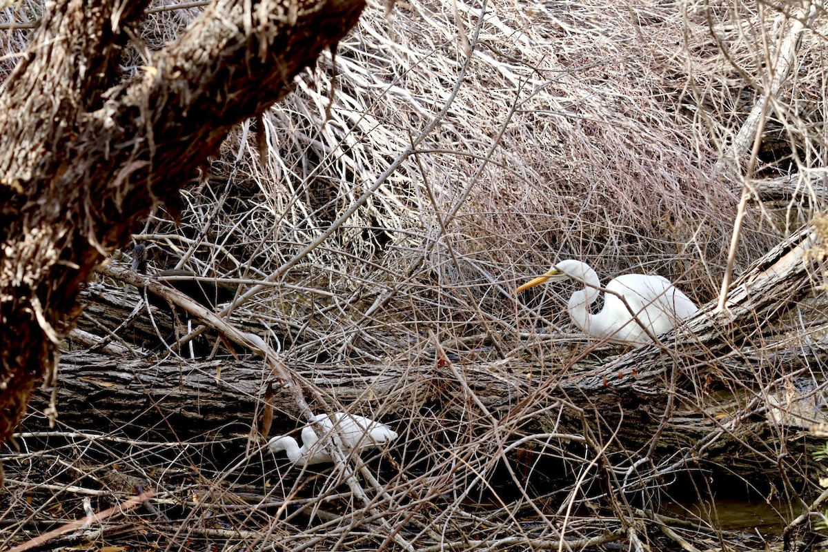 Silberreiher - ML647323613