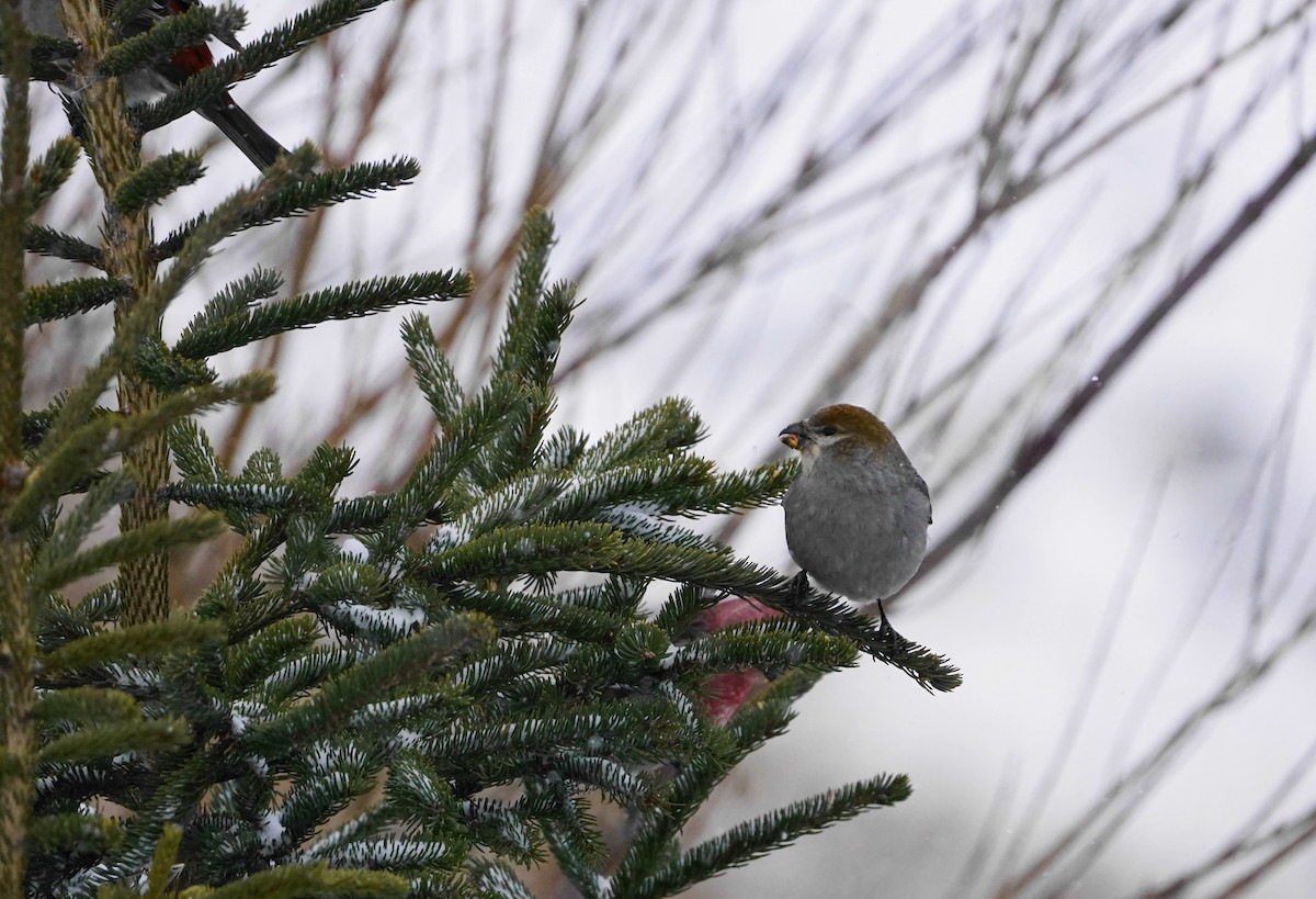 Pinu-gailupa - ML647323617