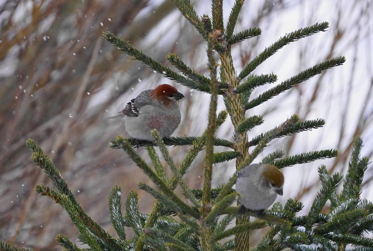 Pinu-gailupa - ML647323618