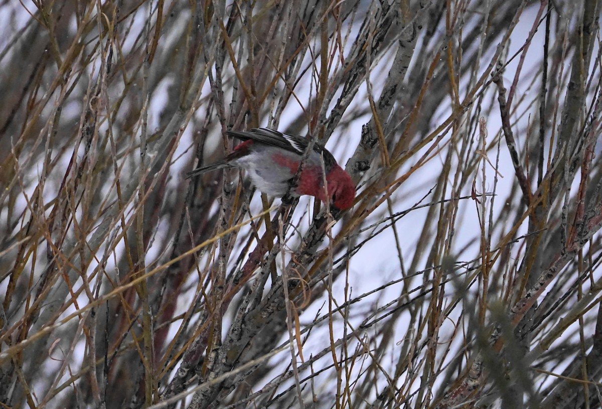 Pinu-gailupa - ML647323619