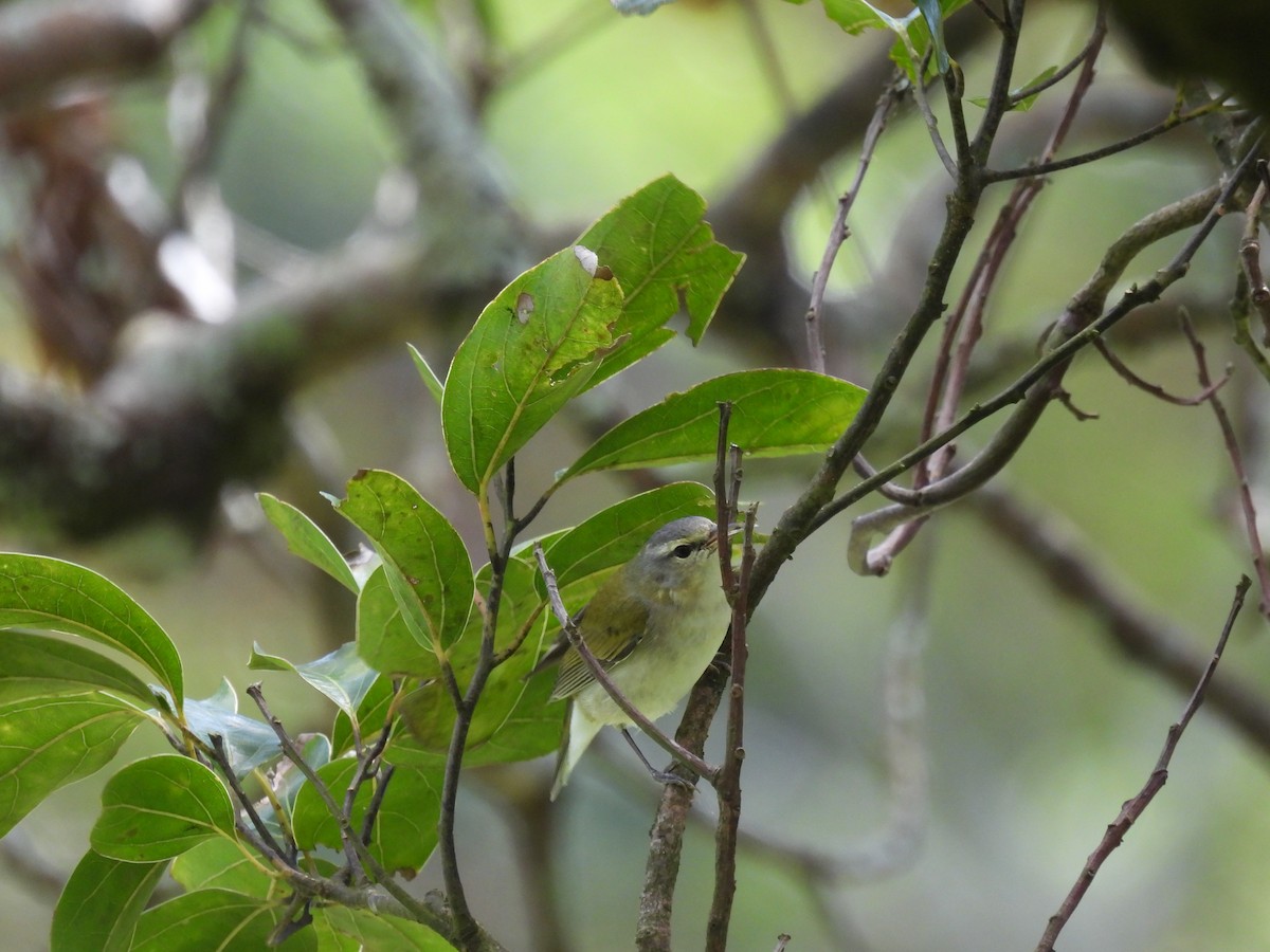 Tennessee Warbler - ML647323623