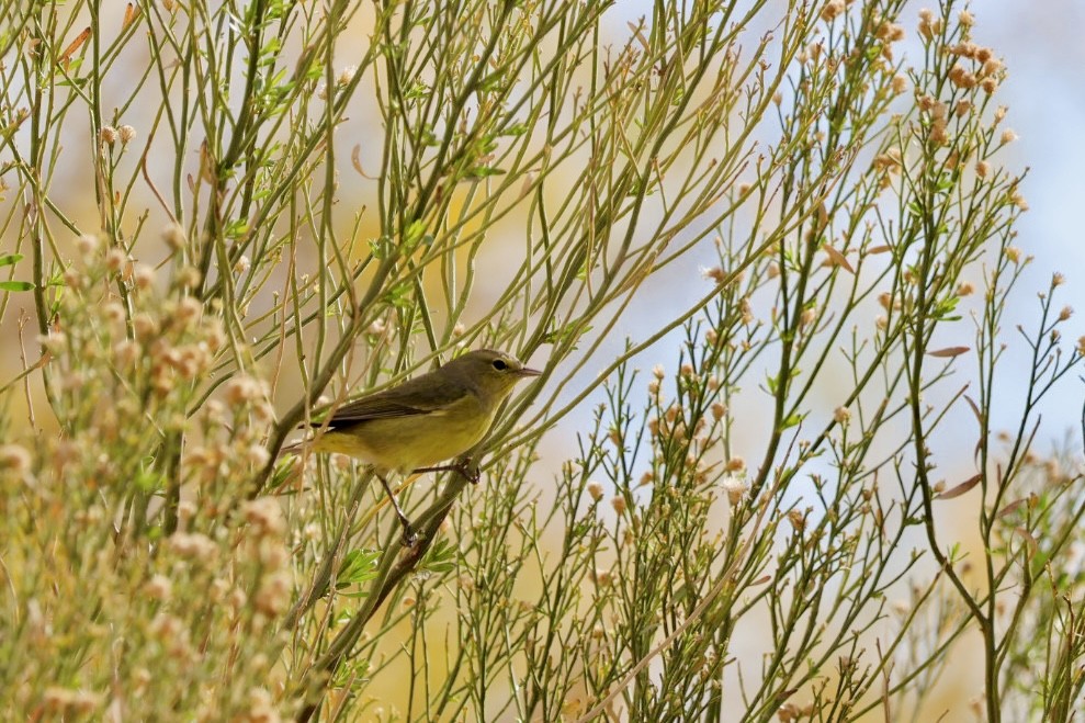 lesňáček hvězdičkový - ML647323626