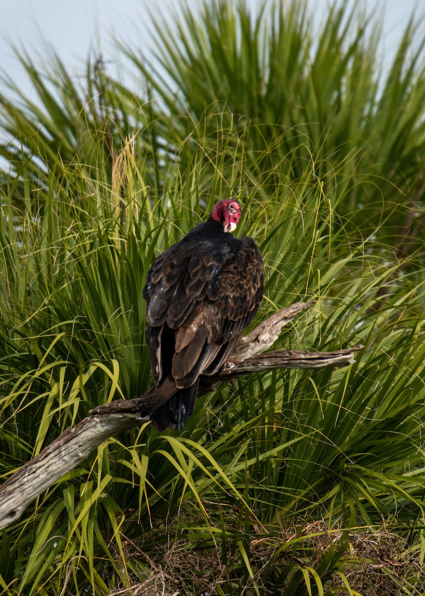 Turkey Vulture - ML647323627