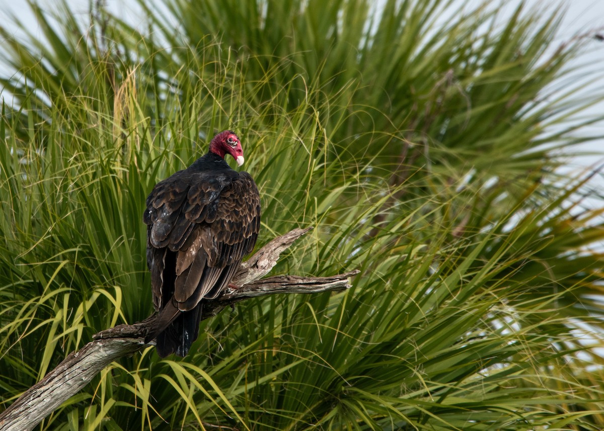Turkey Vulture - ML647323628