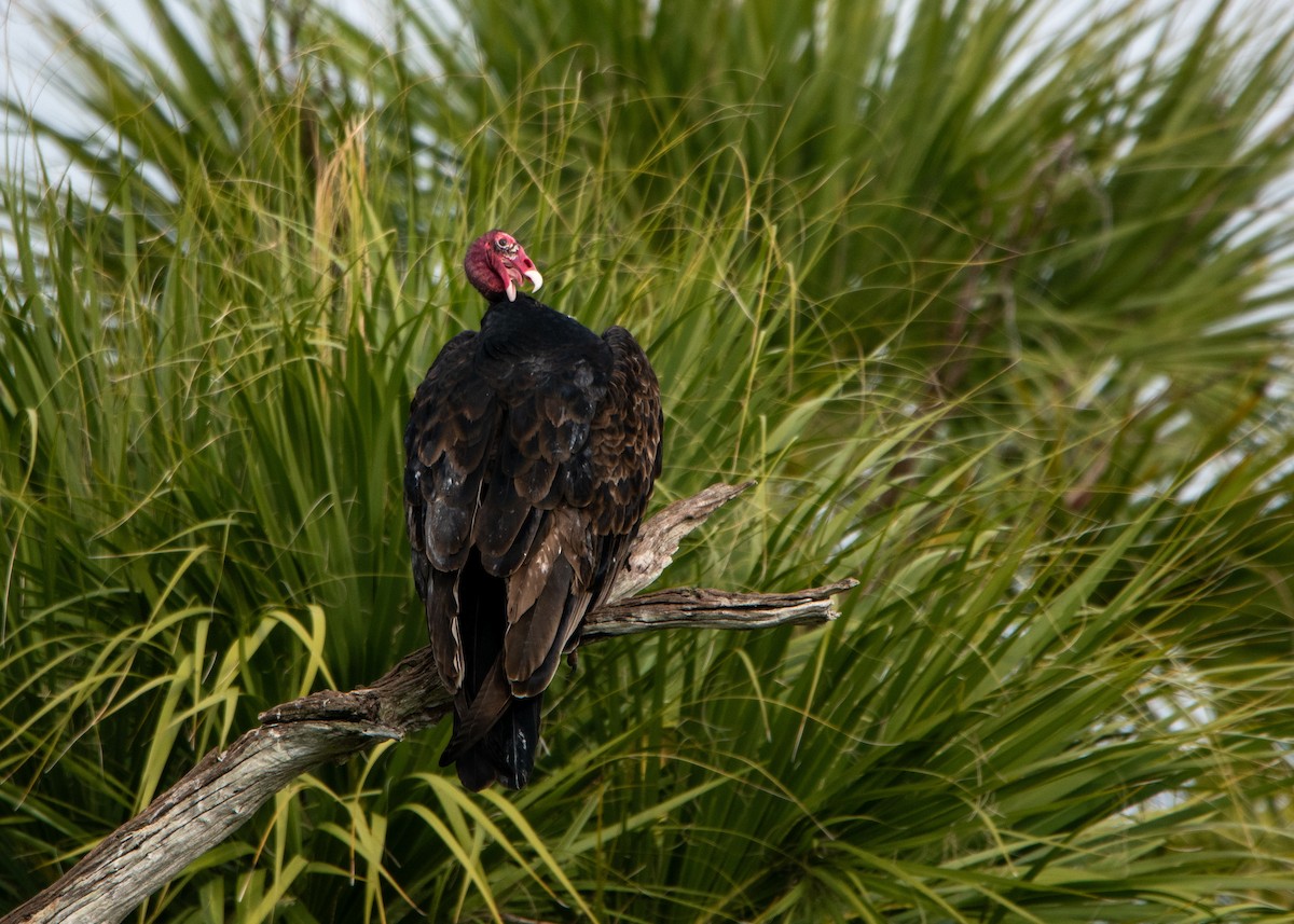 Turkey Vulture - ML647323629