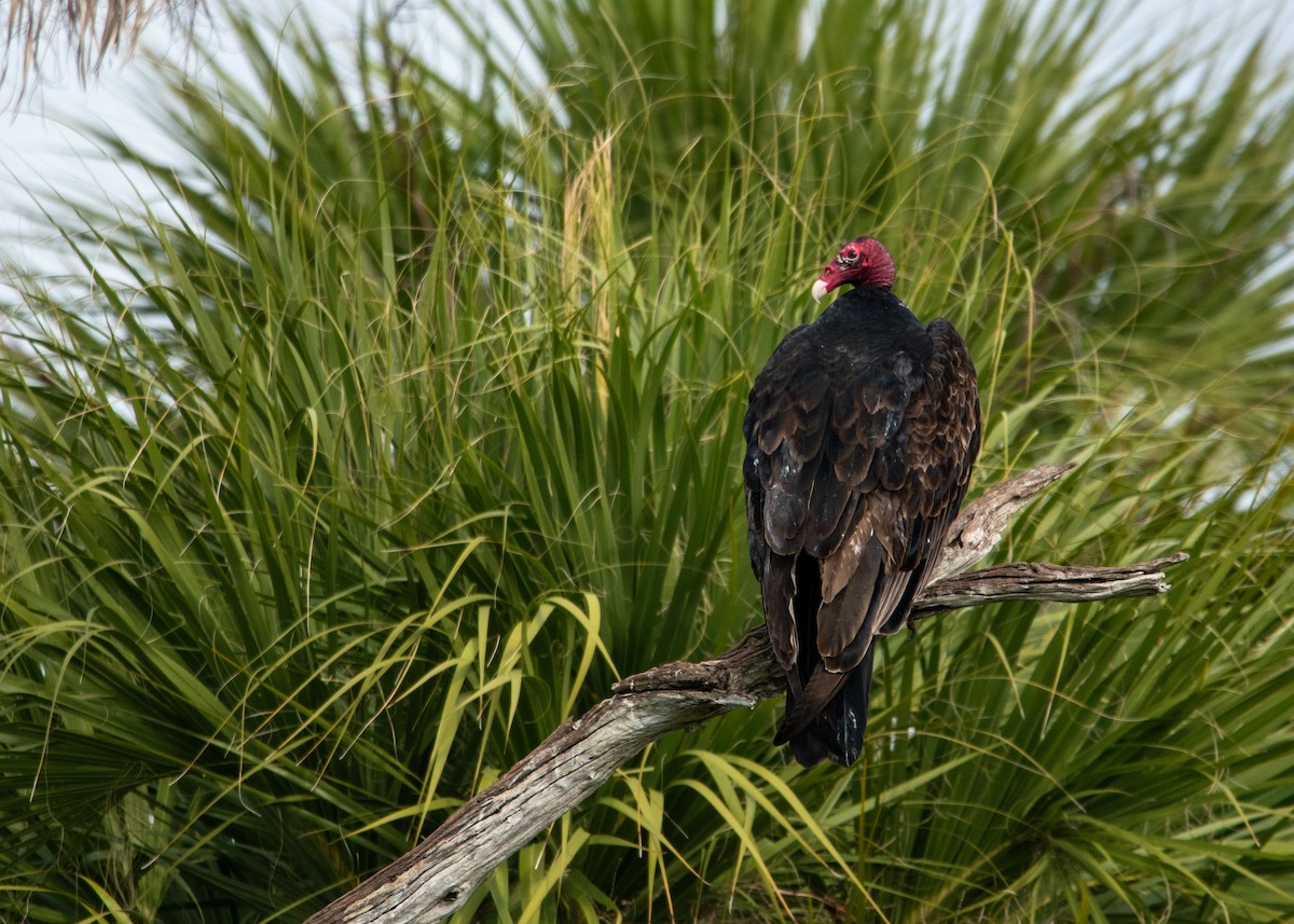 Turkey Vulture - ML647323631