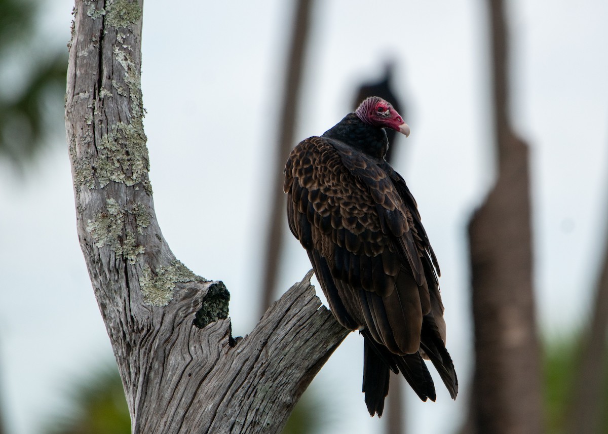 Turkey Vulture - ML647323632