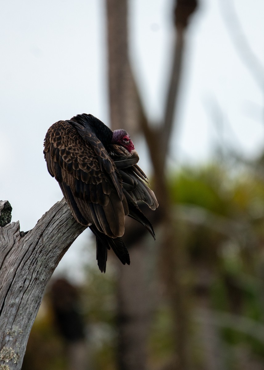 Turkey Vulture - ML647323633