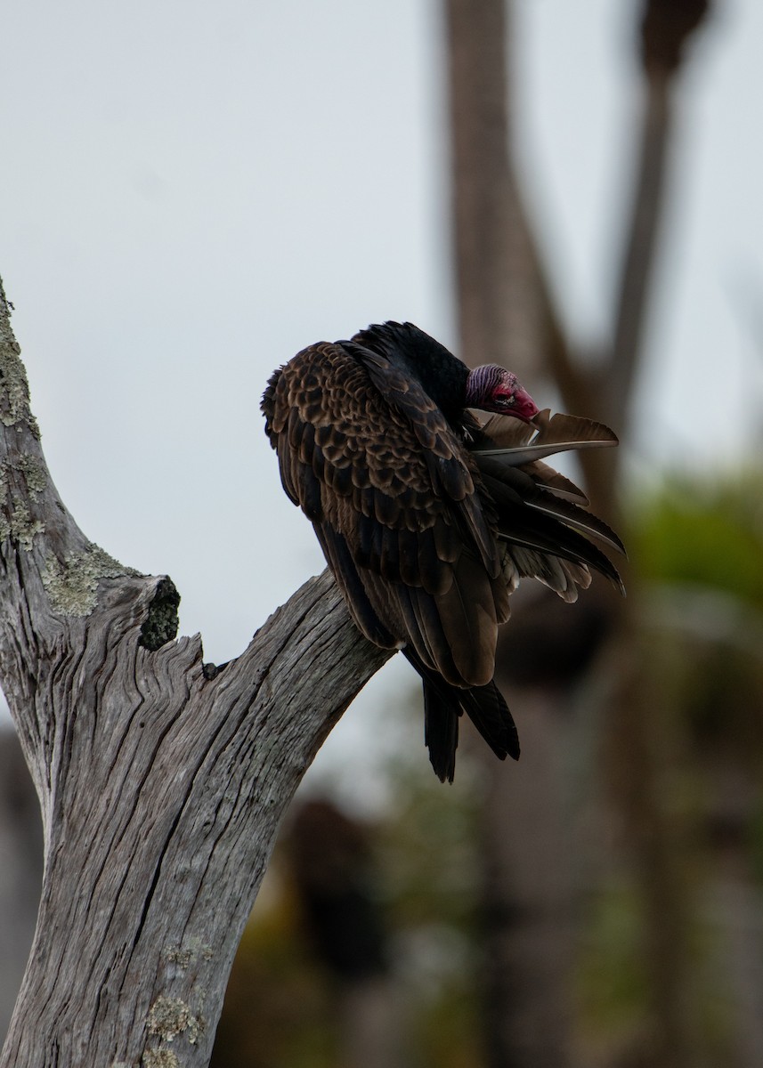 Turkey Vulture - ML647323634